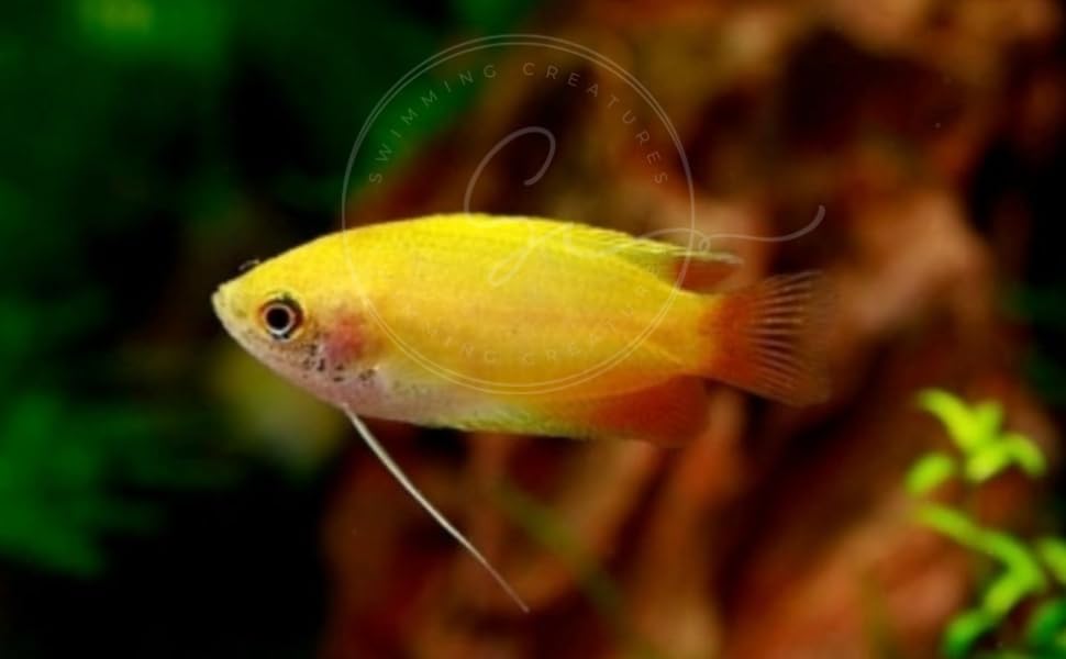 yellow gourami