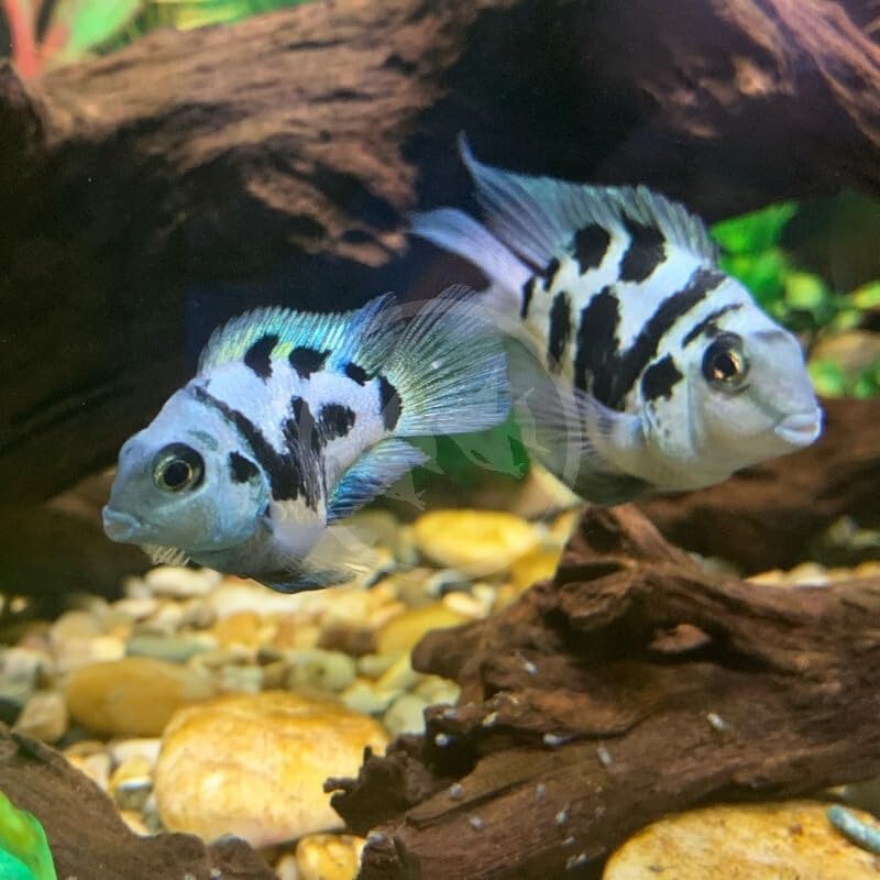Hybrid cichlids