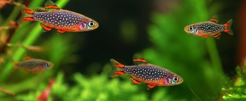 celestial danio