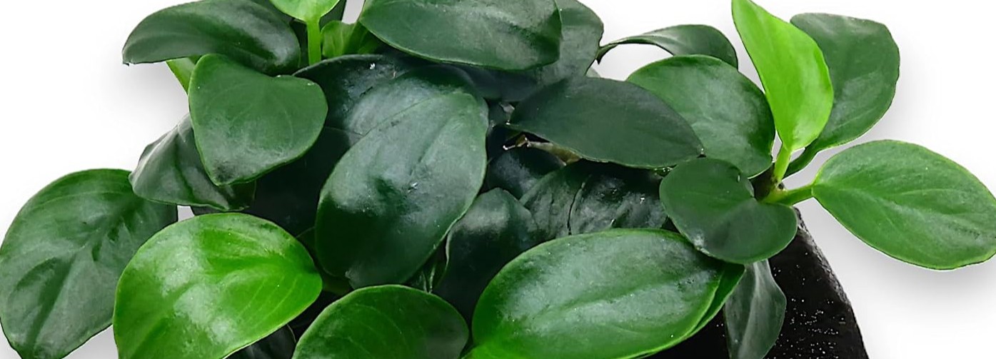 photo of an Anubias plant