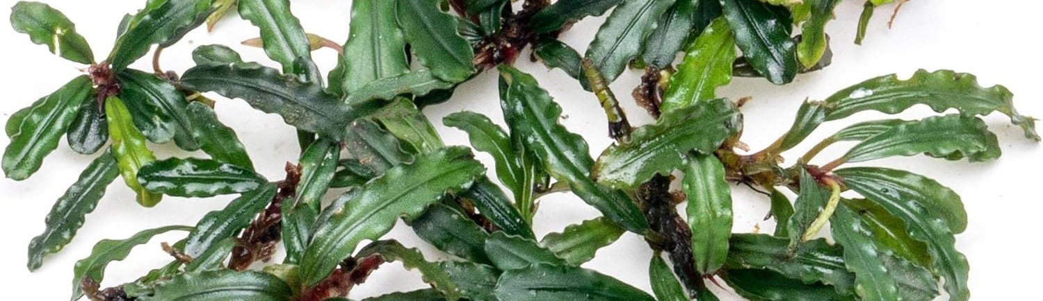 Buce aquarium plant photo