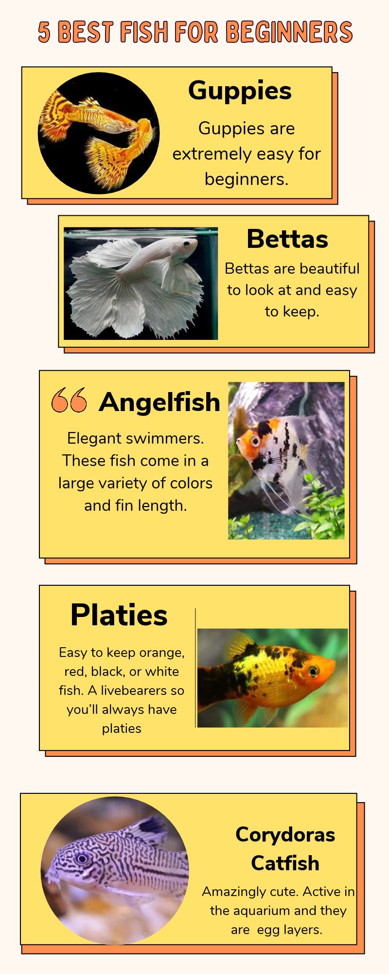 Infographic 5 best fish for beginners