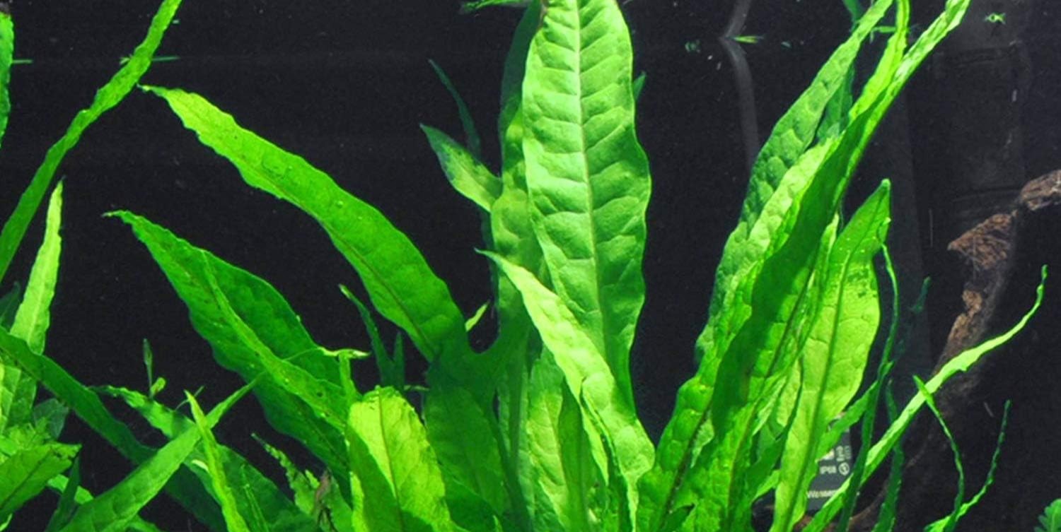 photo of a java fern plant