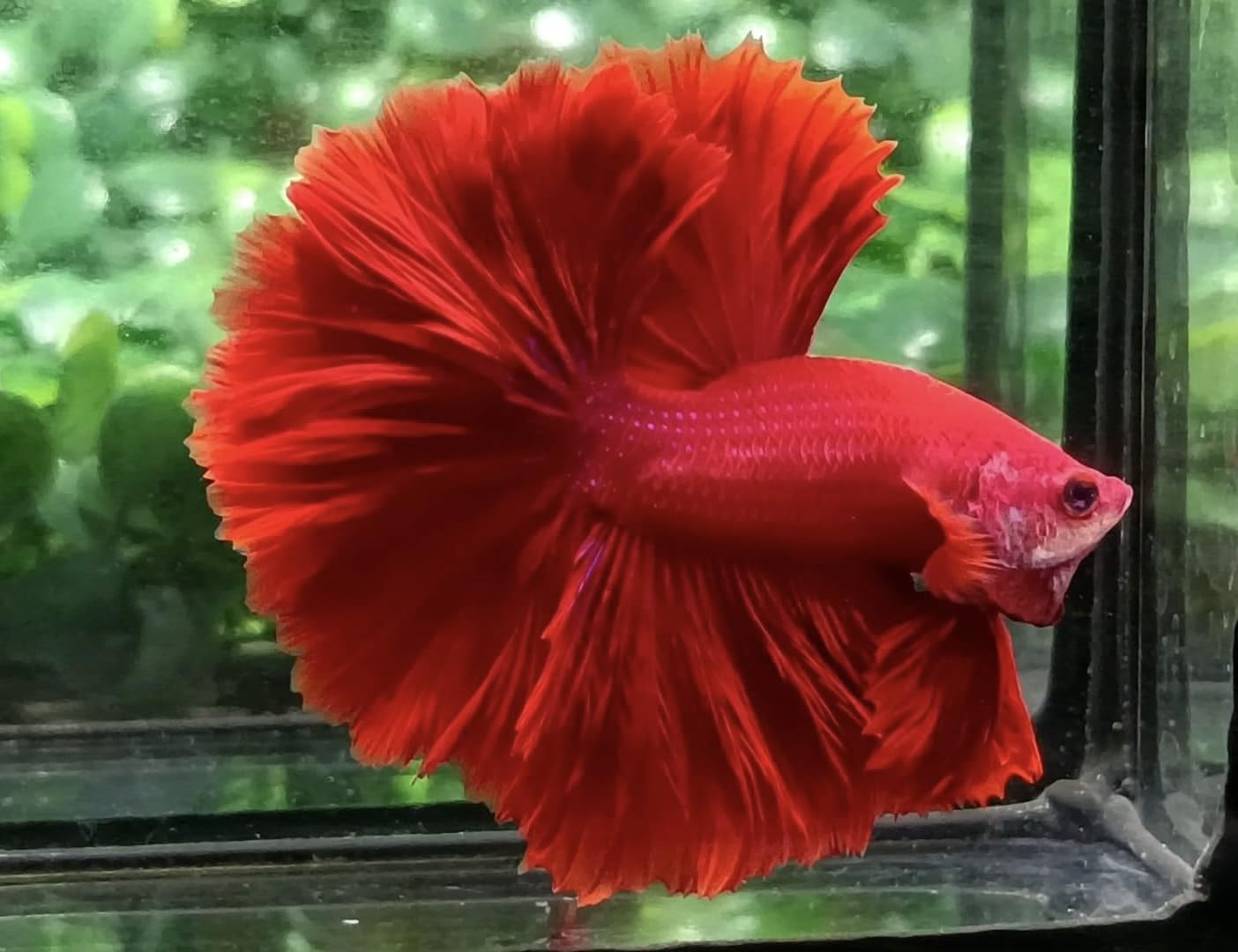 Red Betta from D&A tropical fish