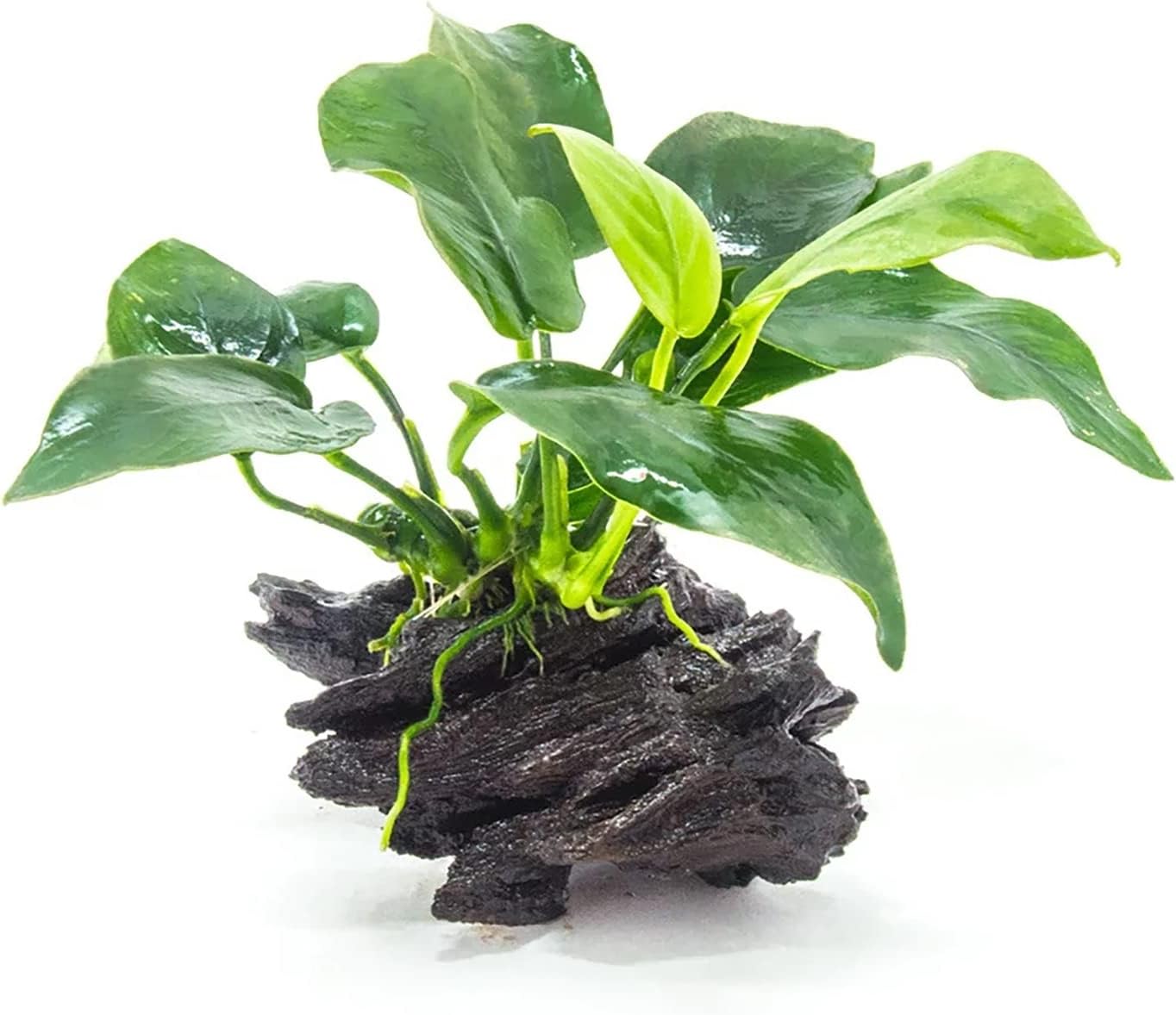 anubias plant from Amazon