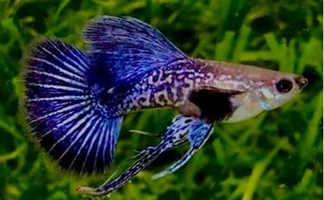 Guppy fish with a large blue tail