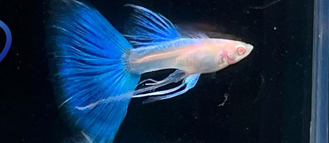 light blue tailed make guppy
