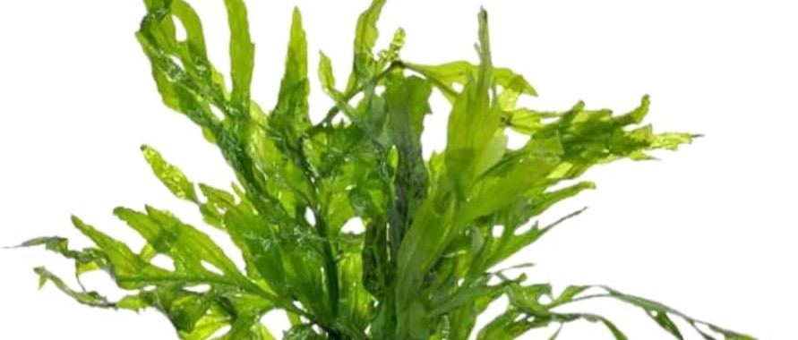 photo of a bolbitis  plant