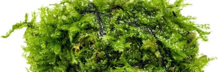 photo of christmas moss on a stone