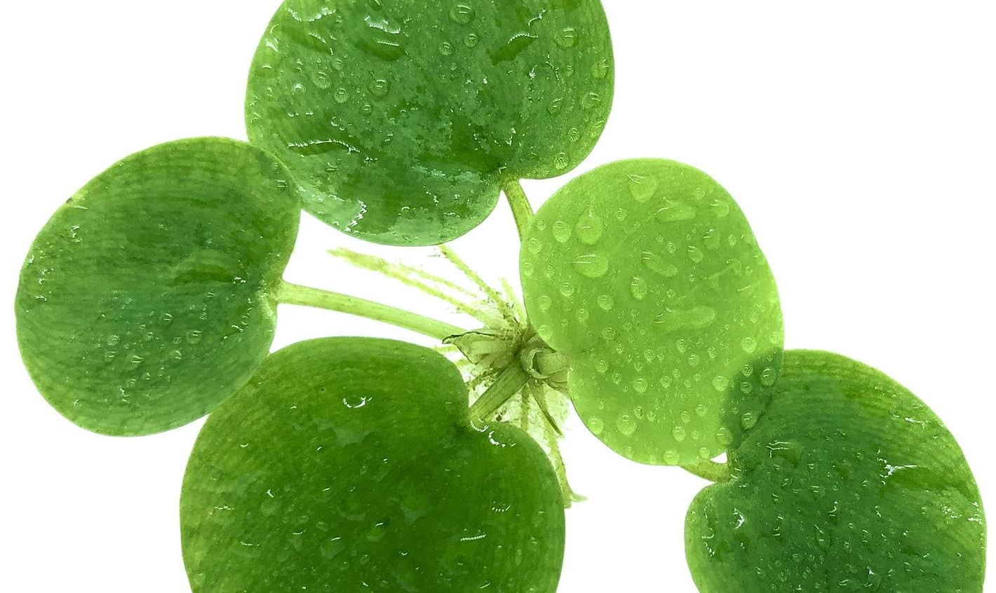 a photo of frog bit plant