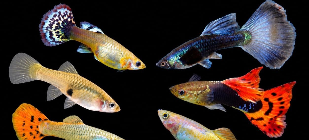 Photo of A group of male and female guppies