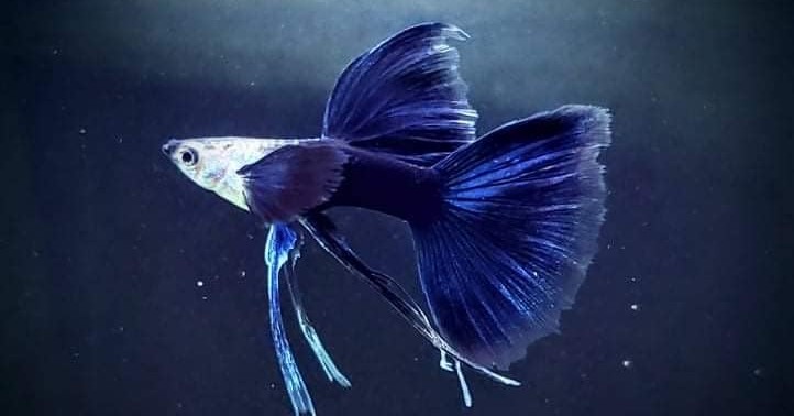 photo of a white black and blue guppy
