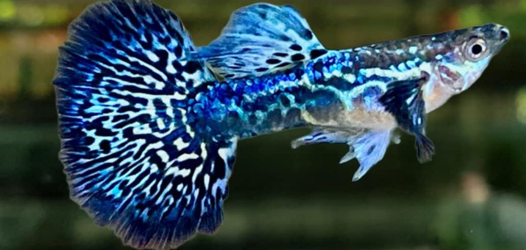 light blue guppy for sales