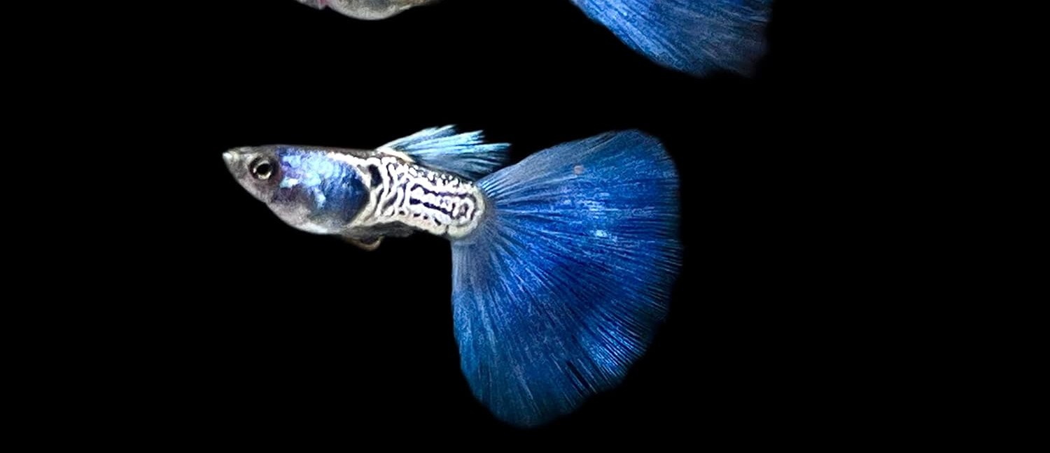 photo of a metal blue guppy male