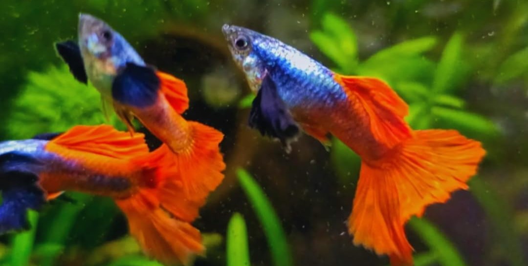Orange, black, and silver male guppies