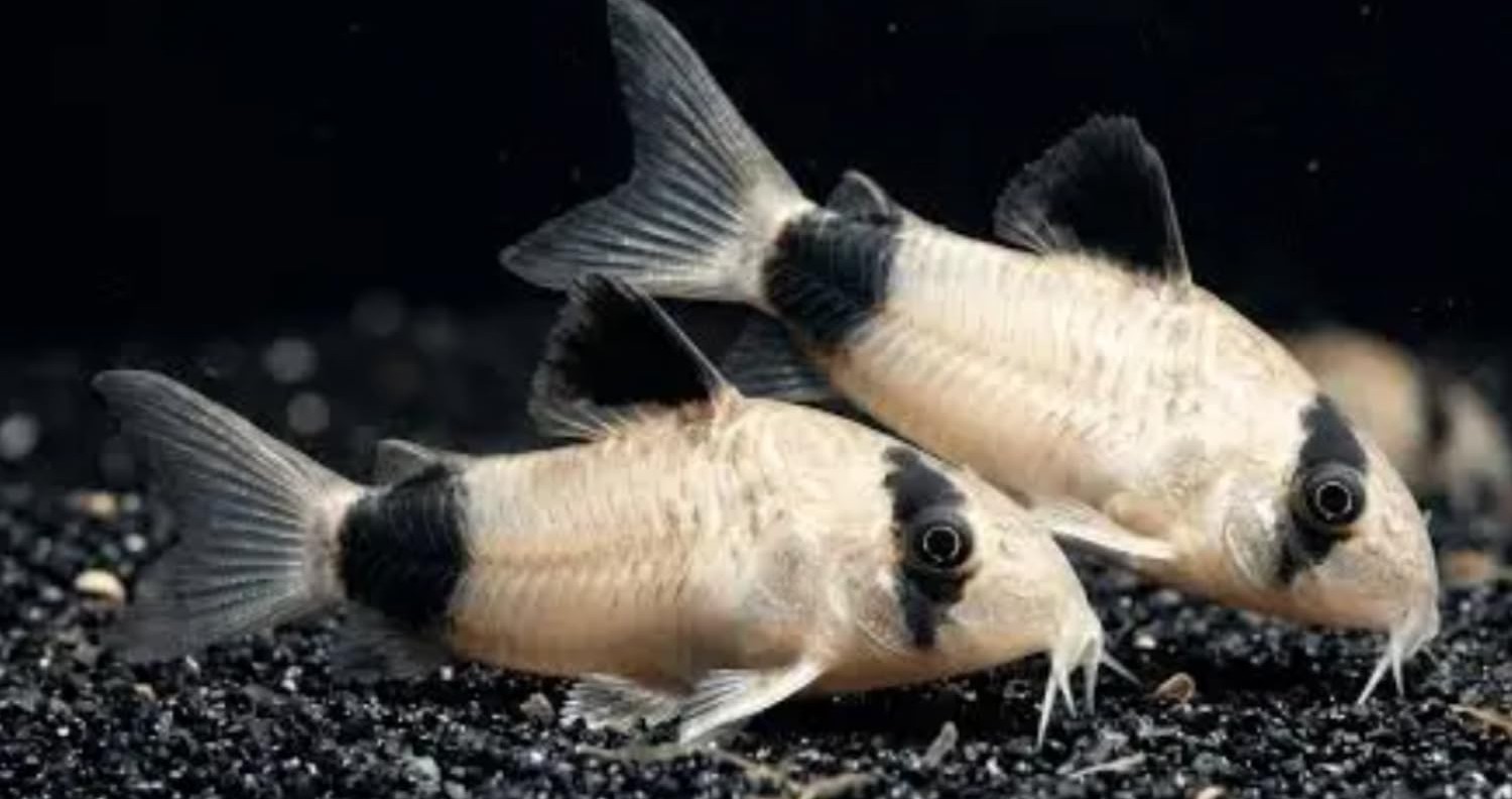 photo of 2 panda corydora fish