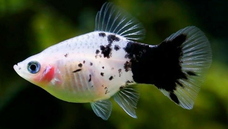 photo of a black and white platy fish