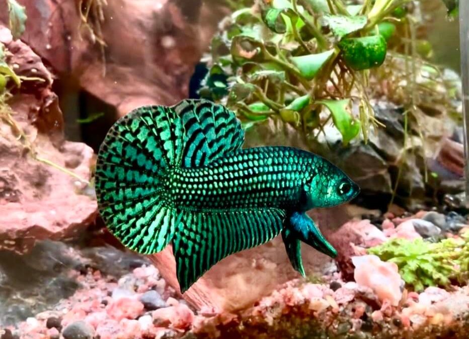 Nighttime in a Home Aquarium: What Happens to Fish and Plants When the Lights Are Turned Off