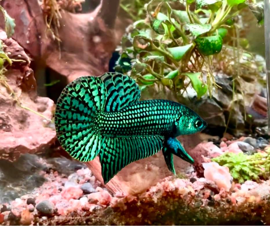 photo of a green betta fish