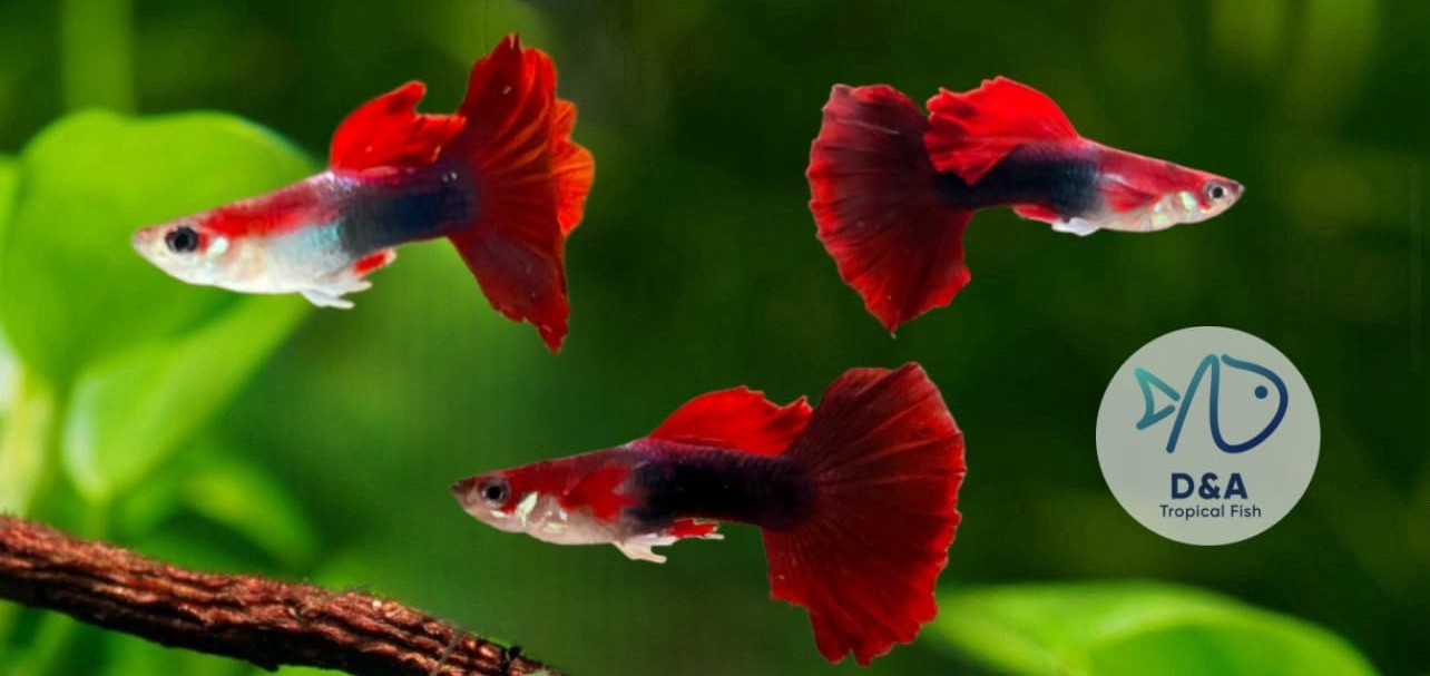 three red guppies