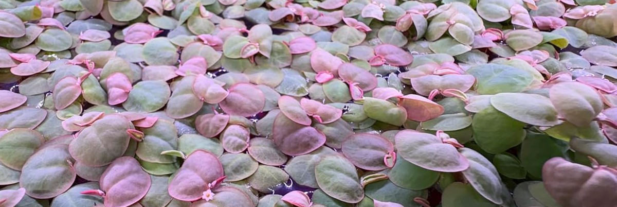 photo of a lot of red root floater plants