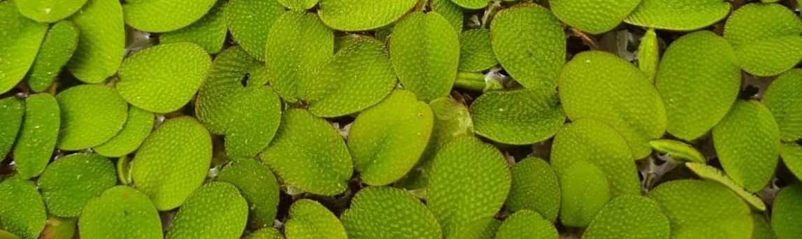 salvinia aquarium plants