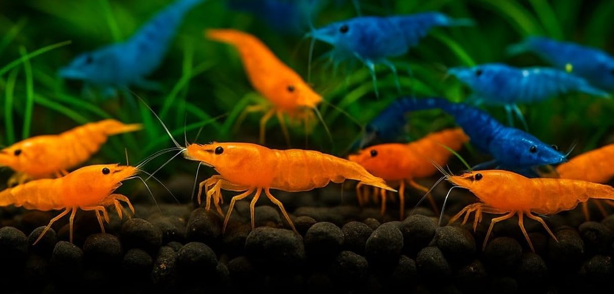 orange and blue shrimp