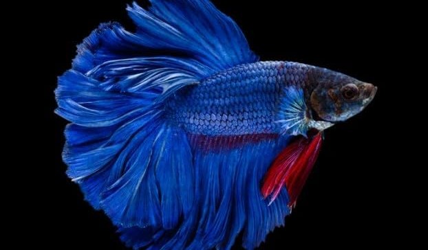 super blue half-moon betta