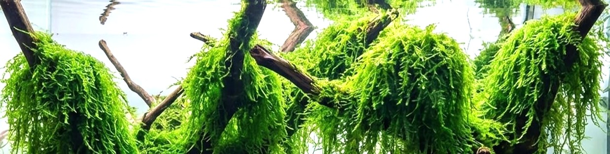 photo of weeping moss on driftwood