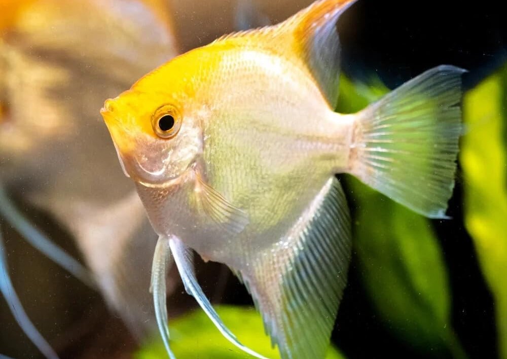 white and yellow angelfish