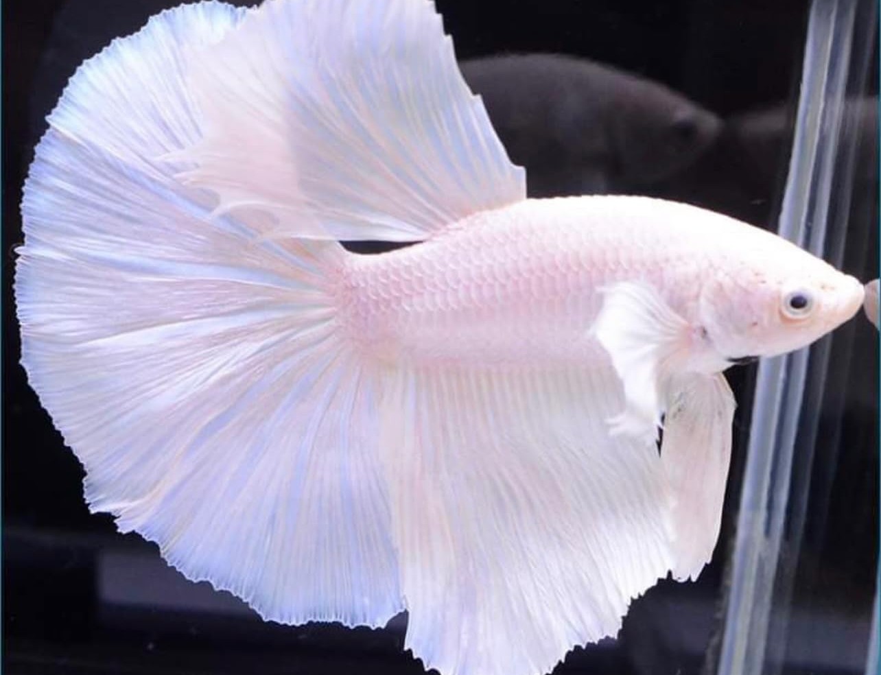 photo of a white betta fish