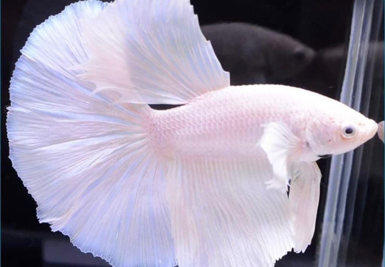 WHITE MALE BETTA
